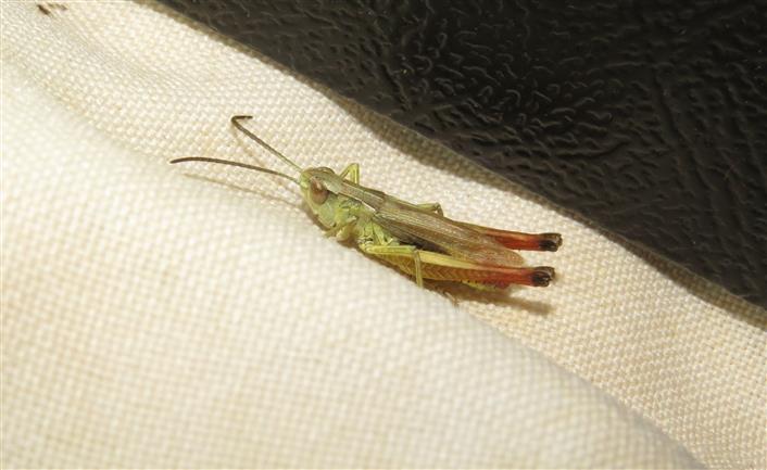 Acrididae: Chorthippus sp.